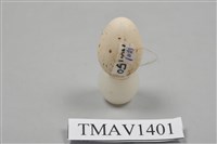 藏品(鶲卵)的圖片